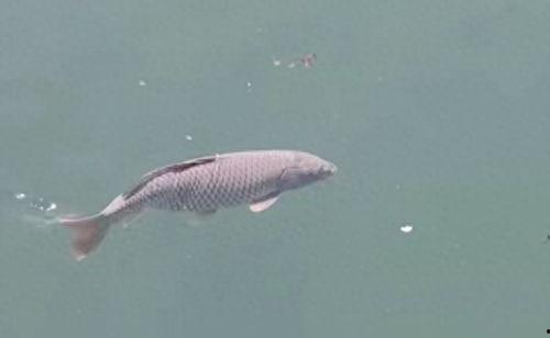 鲤鱼的视频,探寻水中精灵的传奇故事